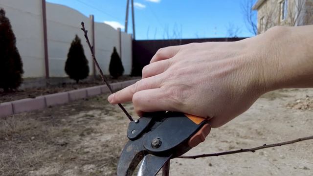 Обрезка саженцев весной после посадки. Формировка персика, миндаля, развитие кроны у деревьев смотреть онлайн