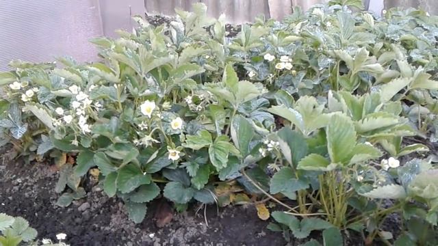 Клубника любит борную кислоту, обязательно подкормите! смотреть онлайн