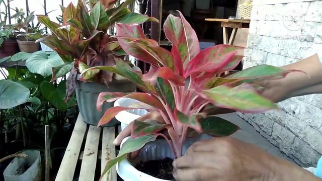 VLOG#35: How To Repot Aglaonema Red Lipstick