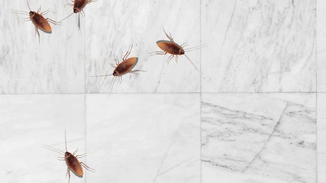 CAT GAMES ON SCREEN – Cockroaches run, rustle and hide. Cockroach Video for Cats to Watch (1 hour) смотреть онлайн