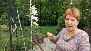 КЛЕМАТИСЫ ОСЕНЬЮ - цветение клематисов - обзор «клематис посадка в одну ямку несколько сортов»