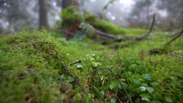 Talk - WebComponents for Java/Kotlin Developers - 202012 - 4k - english смотреть онлайн