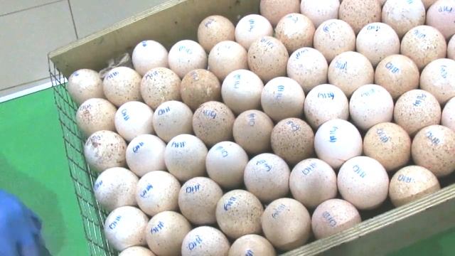 Открыли инкубационный сезон по индейке Hybrid Converter смотреть онлайн