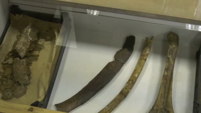 Завершились раскопки трогонтериевого слона смотреть онлайн