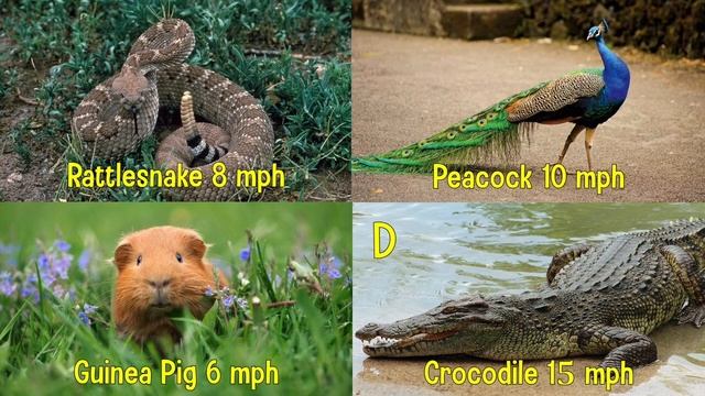 Guess The Animal Quiz: Which Is The Fastest? | Animal Fact Quiz