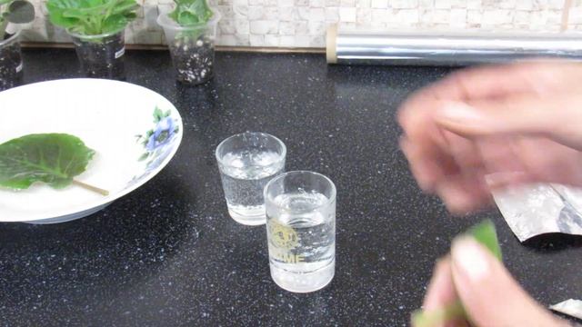 УКОРЕНИТЬ ФИАЛКУ В ВОДЕ . БЕЗ ОШИБОК смотреть онлайн