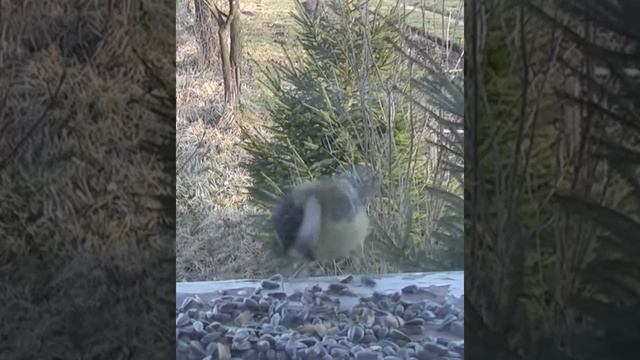 Семечки для синичек. смотреть онлайн