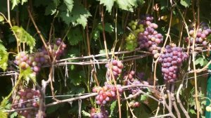 Виноград сорт Низина (август)