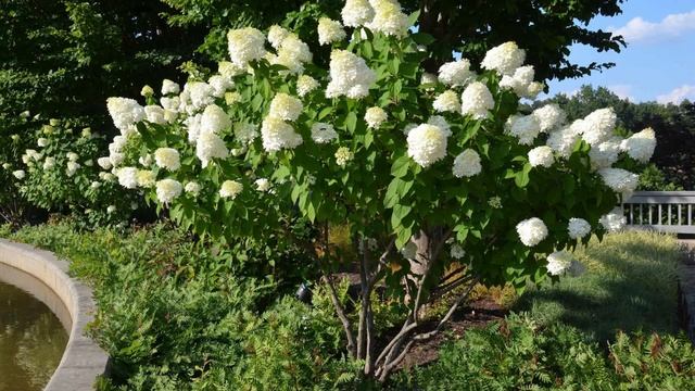 Гортензия Лаймлайт. Описание и уход. смотреть онлайн