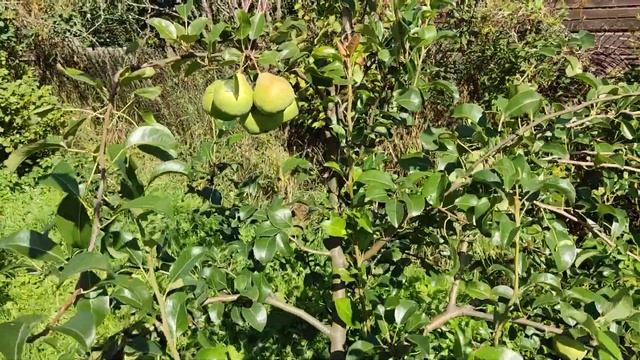Груша Августовская роса. 02.09.2022 Ленинградская обл. смотреть онлайн