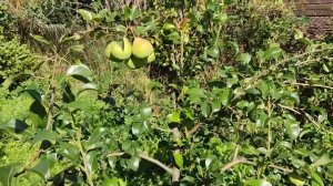 Груша Августовская роса. 02.09.2022 Ленинградская обл.