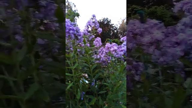 флокс и имя ему Лаура. смотреть онлайн