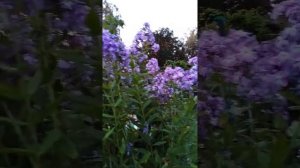 флокс  и имя ему  Лаура.