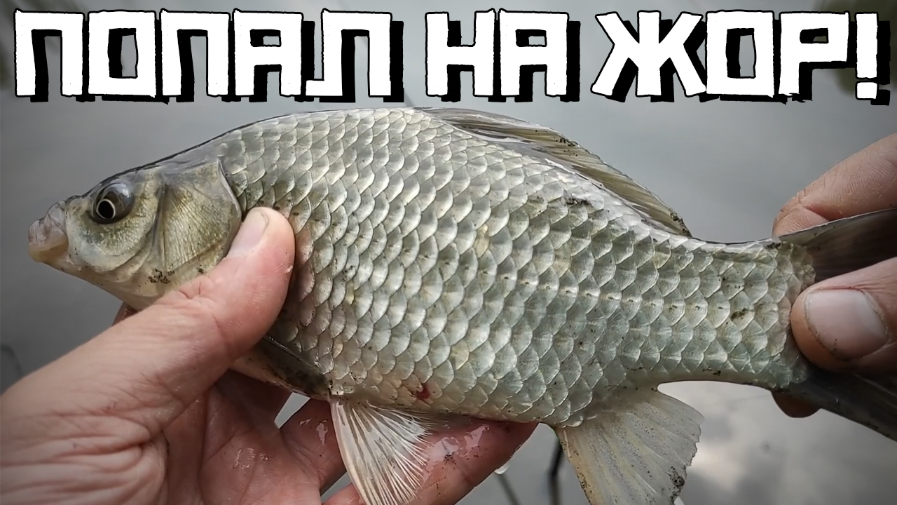 Попал на ЖОР КАРАСЯ в РУЧЬЕ! Карась на поплавок 2022. смотреть онлайн