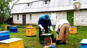 Как завести пчел Что нужно знать если сильно хочешь пчел Плюсы Минусы