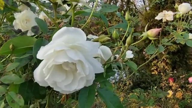 #розы сейчас Кристалл, флорибунда ноябрь 20 смотреть онлайн