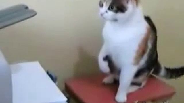 Fat Cat Shows Printer Who Boss 6/2015 смотреть онлайн