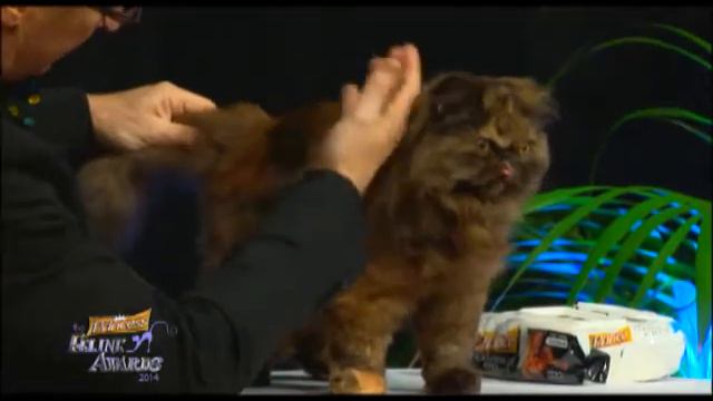 Princess Feline Awards 2014 / Part 5 смотреть онлайн