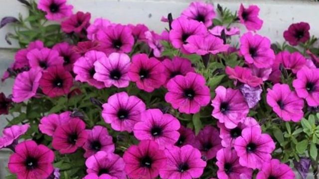 Сурфиния - Как из одного семечка вырастить целый цветущий Букет смотреть онлайн