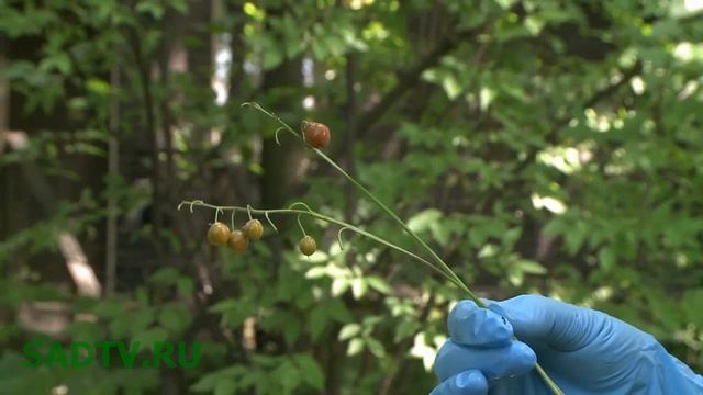Ландыши на зиму / Посадка ландышей смотреть онлайн