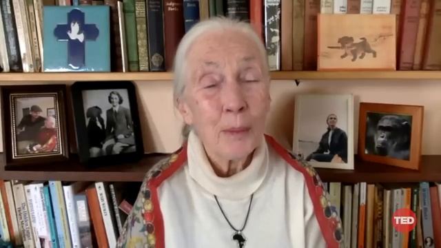 Every day you live, you impact the planet | Jane Goodall смотреть онлайн