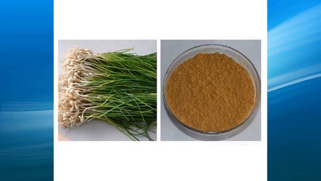 Allium Macrostemon Extract Supplier,wholesale,bulk,factory