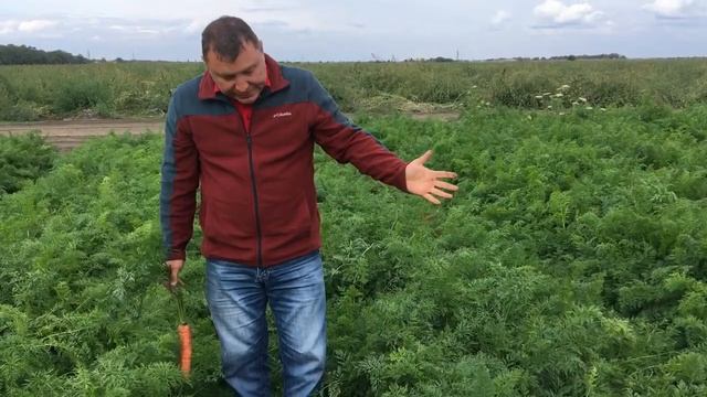 морковь нантского типа Карлано от Seminis для хранения смотреть онлайн
