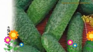 Огурец Маша F1 (Огурец). Краткий обзор, описание характеристик, где купить семена cucumis sativus