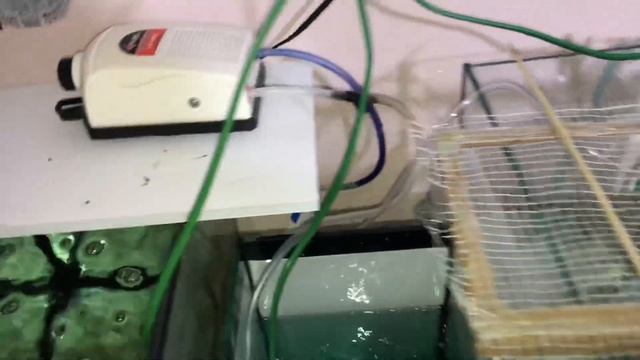 НЕРЕСТ ДАНИО!!! НЕРЕСТ В ДИСТИЛЛИРОВАННОЙ ВОДЕ!!! ПОДГОТОВКА ВОДЫ ДЛЯ НЕРЕСТА ДАНИО!!!