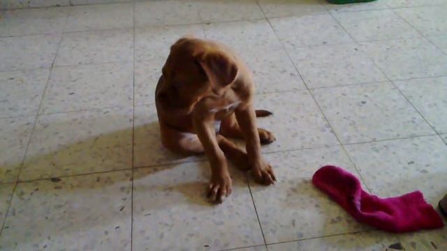 dog debordo бордоский дог смотреть онлайн