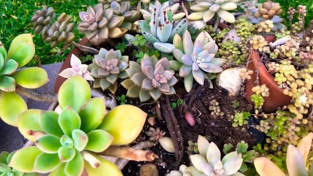 2 SUCULENTAS PERFEITAS para ficar no SOL - Graptopetalum Francesco Baldi E Sedum Bronze смотреть онлайн