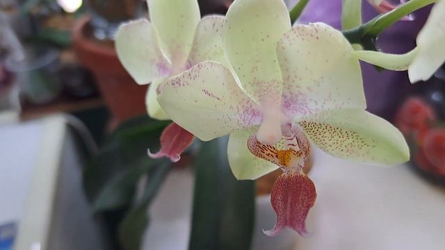 Голландская орхидея Майя цветёт.Полный роспуск.🌺🌺🌺🌺 смотреть онлайн