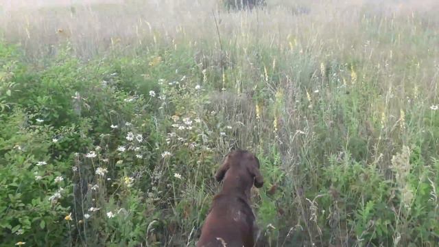 Курцхаар Грэй и куропатки оберегающие птенцов смотреть онлайн