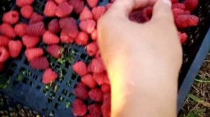 Малина Малиновая гряда или #Карамелька ?