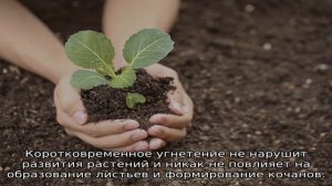 Какую температуру выдерживает рассада капусты