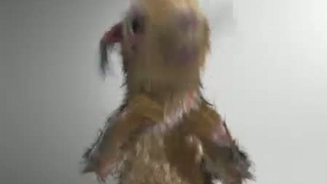 Адская белка:)