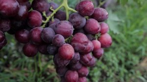 Виноград - сорт Эверест