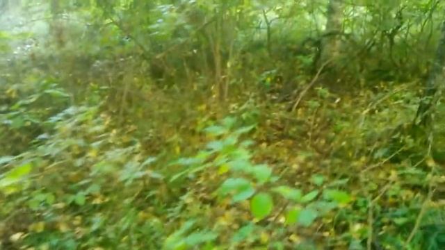 Как продать птицу. смотреть онлайн