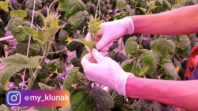 Сезонная работа в Норвегии. Работа в Норвегии. Огурцы #норвегия #работа смотреть онлайн