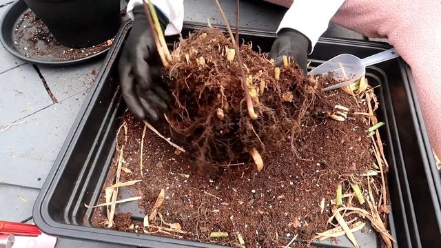 CALATHEA MAUI QUEEN EMERGENCY! | Myra Murison смотреть онлайн