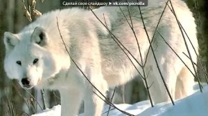 Настя Полева- Снежные волки