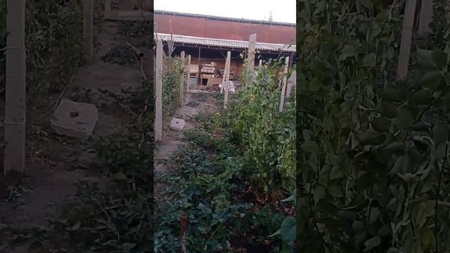 Карака Блек Блек Даймонд Блек Джем Блек Меджик все крупные лучшие сорта новинки смотреть онлайн