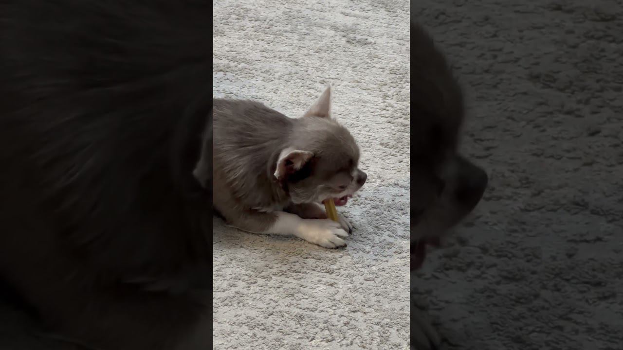 Лакомство для собак #собака #чихуахуа #лея #shorts смотреть онлайн