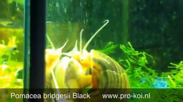 Pomacea bridgesii Black Appelslak zwart nu bij Arts&Ants смотреть онлайн
