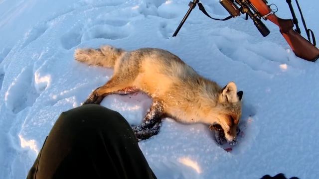 Лиса -друг человека?!Добыл и пожалел.Доказательство.Самяя лучшая лиса,с сюрпризом. смотреть онлайн