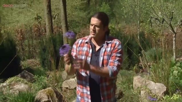 La Scilla Peruviana - Decogarden