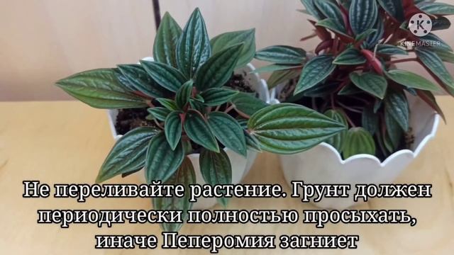 Пеперомия Россо: тонкости ухода смотреть онлайн