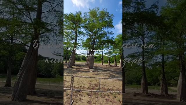 Болотные кирарисы озеро Сукко