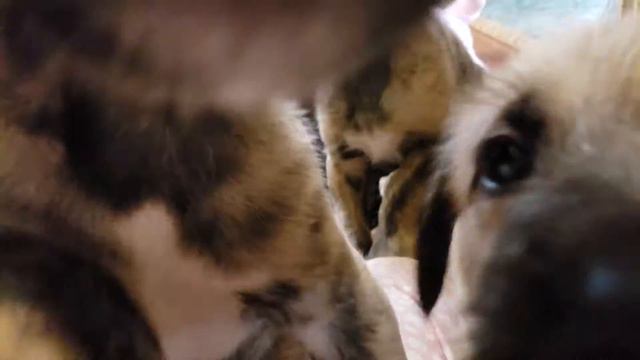 Irish Wolfhound puppies 5 weeks old playing in the hallway смотреть онлайн
