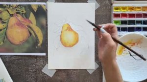 Второй урок. Рисуем Груши акварелью